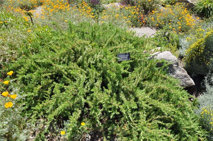 Juniperus conferta
