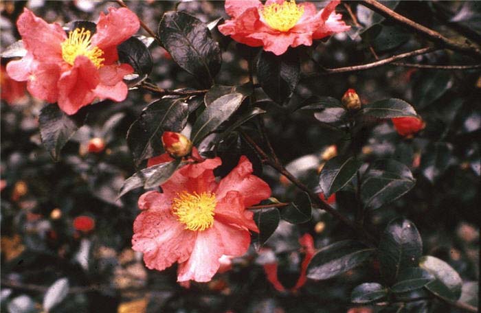 Camellia, Sun / Sansanqua