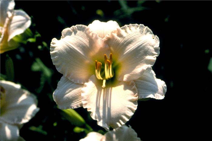Daylily, Lullaby Baby