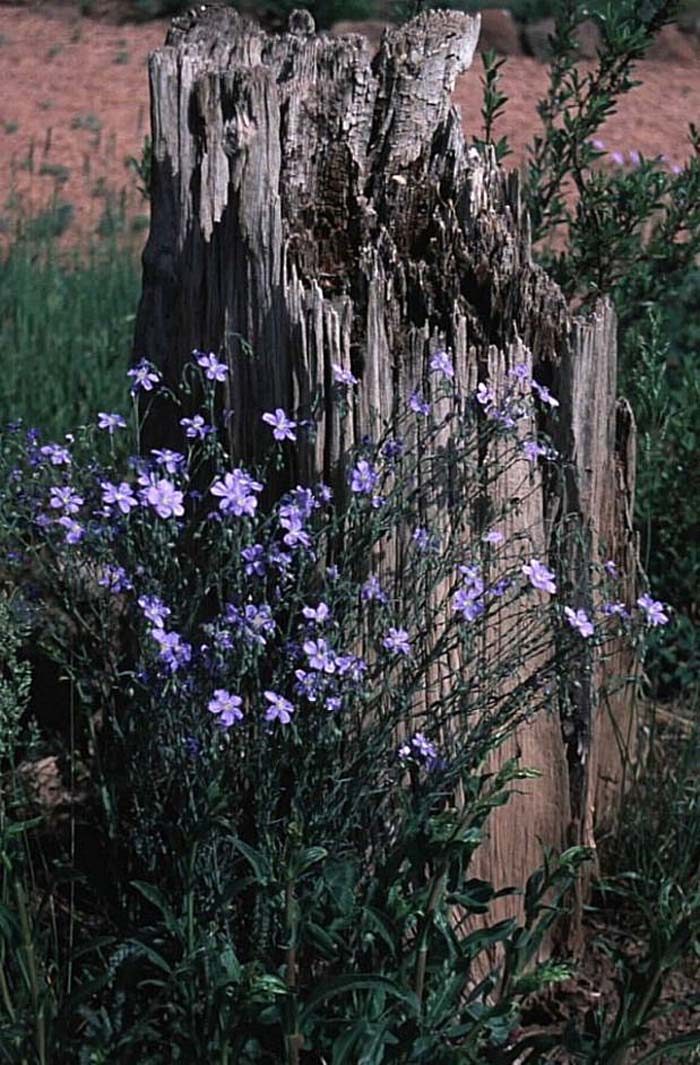 Flax, Blue / Prairie Flower