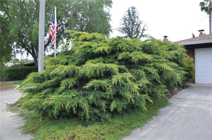 Plant photo of: Juniperus X 'Pfitzeriana Aurea'