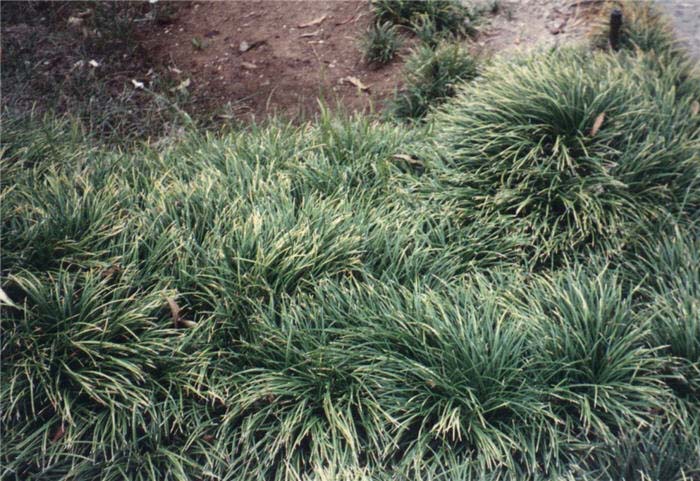 Plant photo of: Ophiopogon japonicus