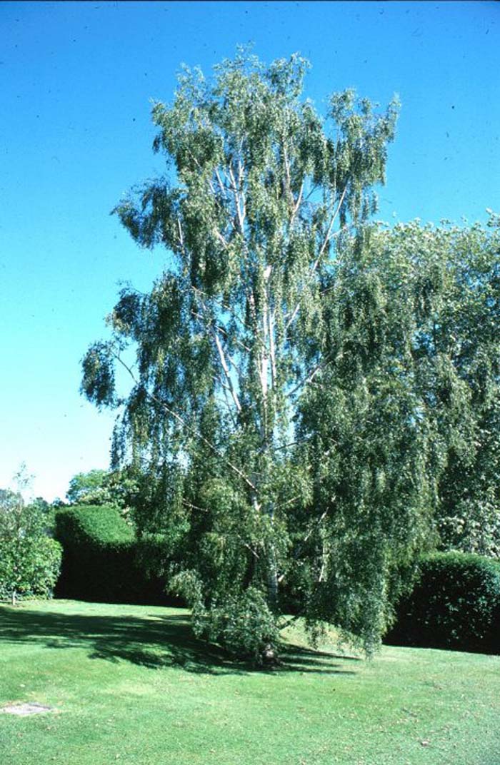 Plant photo of: Betula pendula 'Dalecarlica'