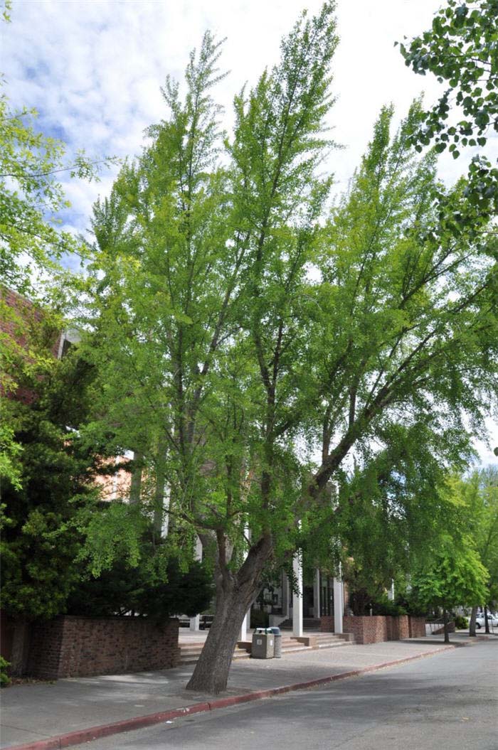 Ginkgo Tree, 'Saratoga'