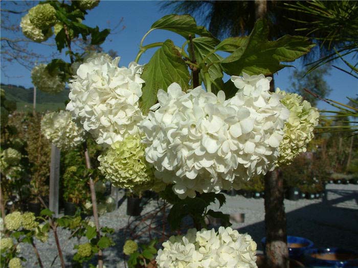 Hydrangea, White Big-Leaf