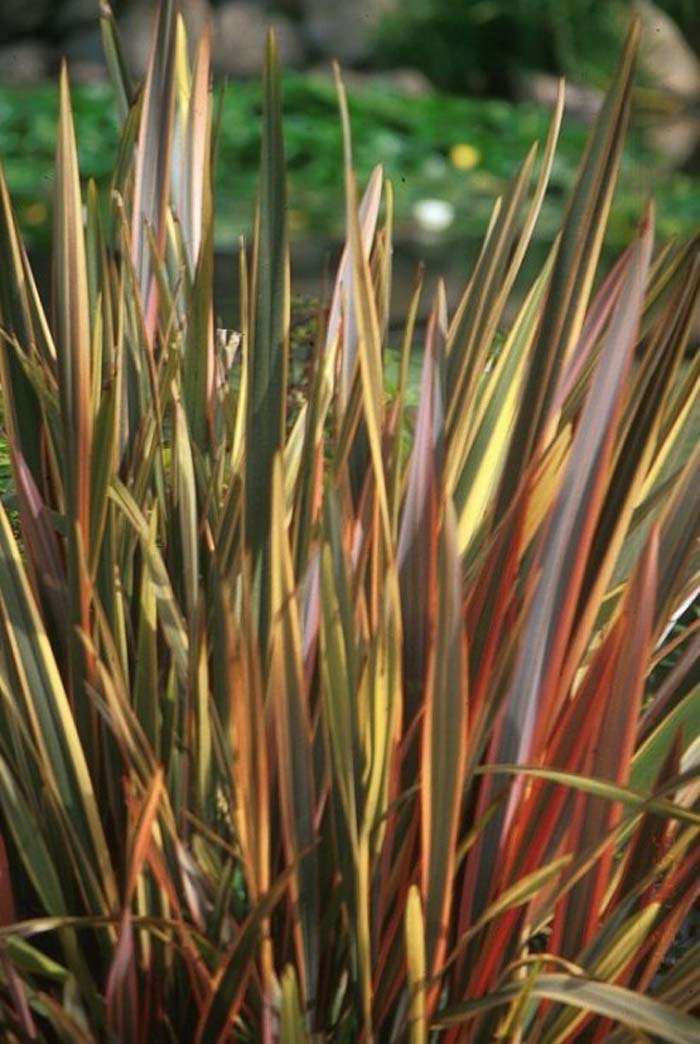 Flax, New Zealand 'Rainbow Warrior'