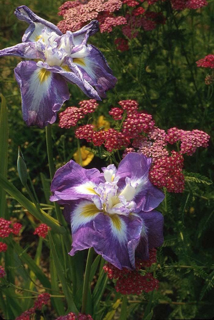Iris, Japanese Marbled Lavender