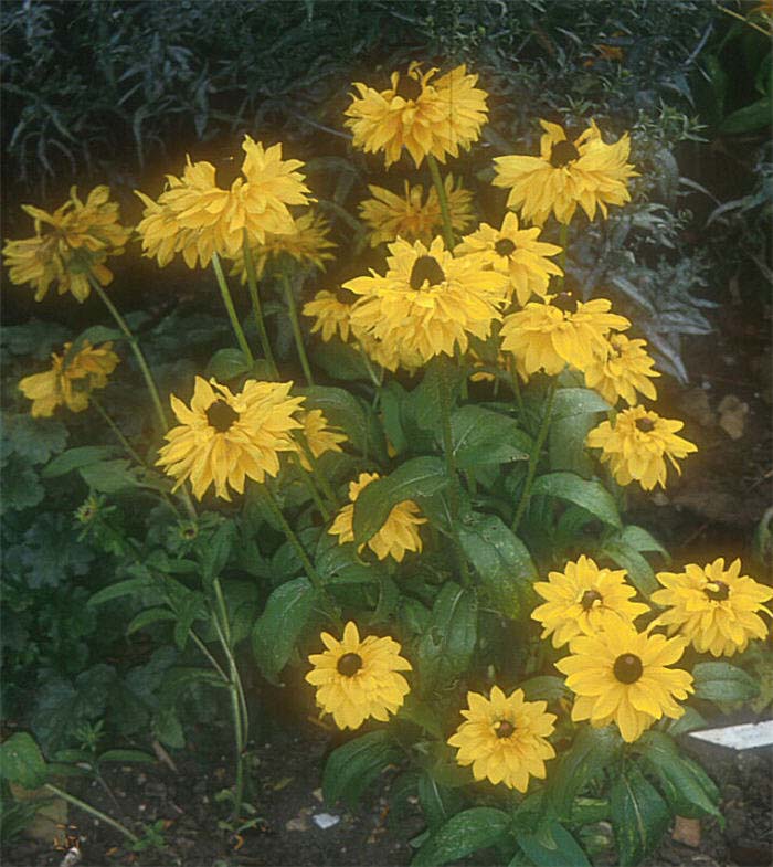 Plant photo of: Rudbeckia hirta 'Goldilocks'