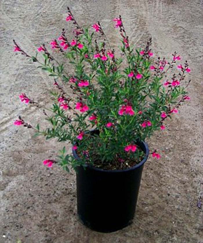 Salvia greggii 'Rose Pink'