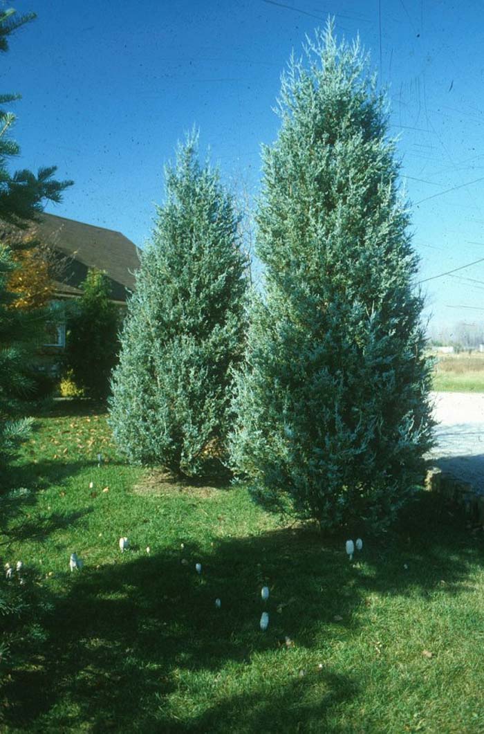 Plant photo of: Juniperus scopulorum 'Blue Haven'