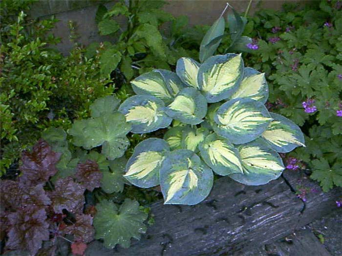 Plant photo of: Hosta 'Great Expectations'