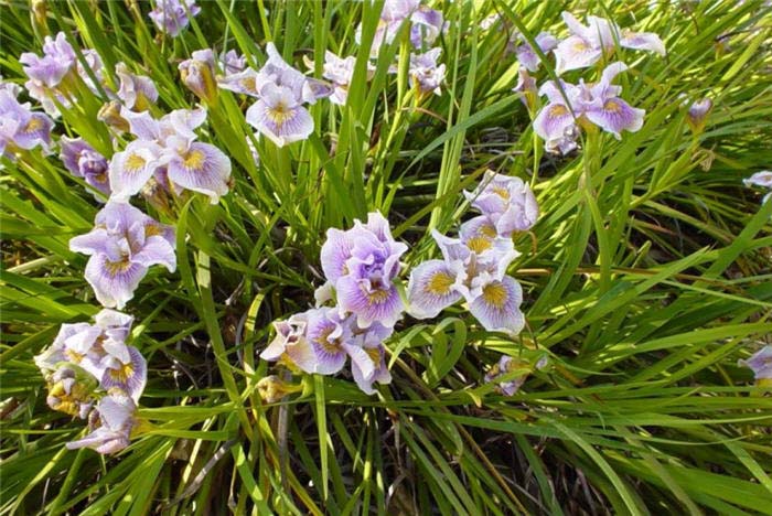 Iris, Purple Pacific Coast