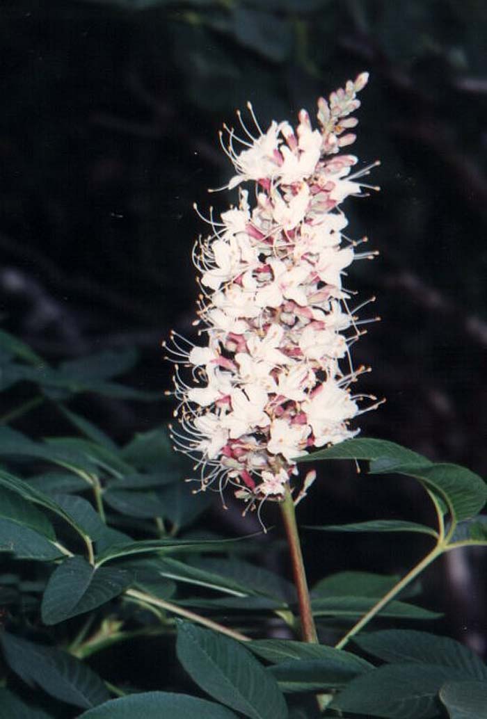 Plant photo of: Actinidia arguta