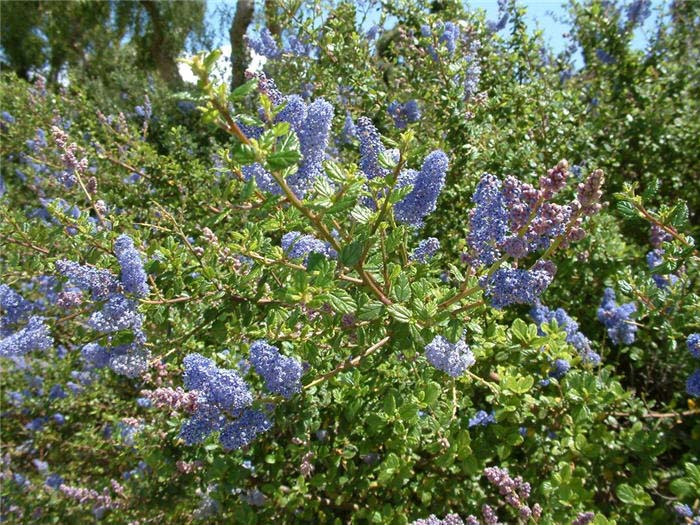 Ceanothus / Wild Lilac 'Frosty Blue