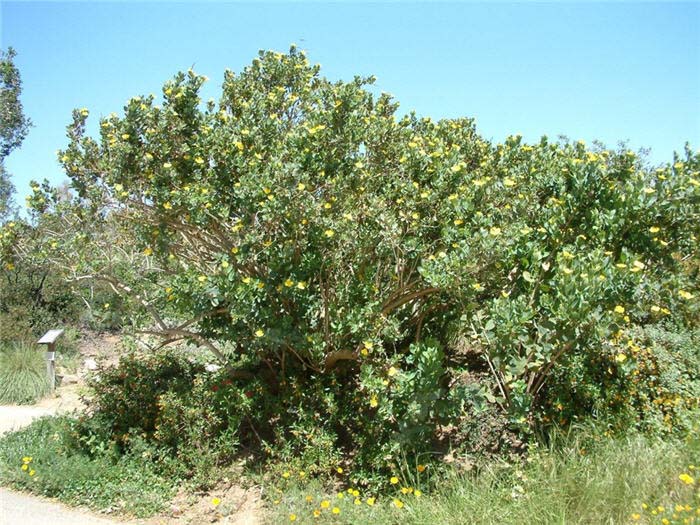 Plant photo of: Dendromecon rigida