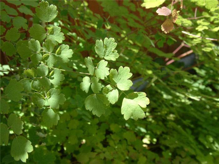 Plant photo of: Thalictrum polycarpum