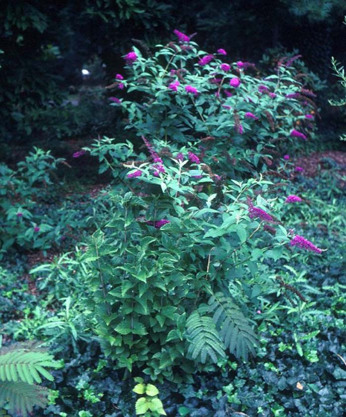 Butterfly Bush, 'Purple Prince'