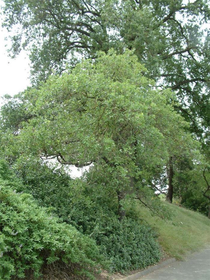 Plant photo of: Quercus engelmannii