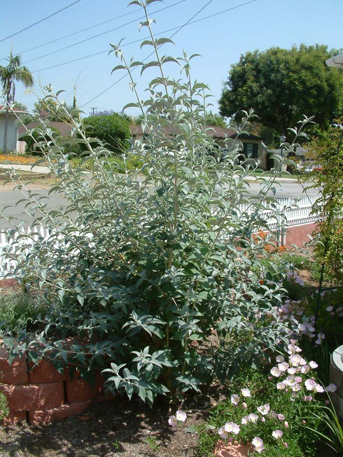 Plant photo of: Buddleia davidii 'Lochnich'