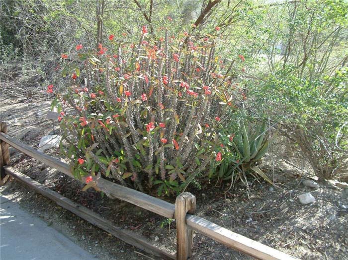 Euphorbia, Apache Red