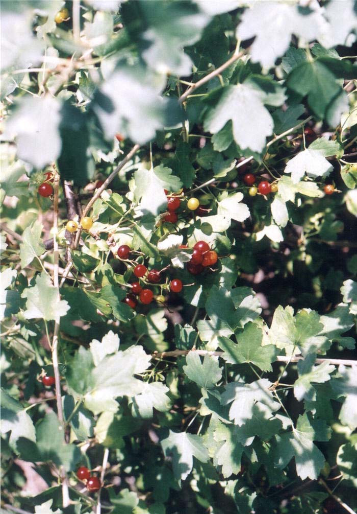 Plant photo of: Ribes aureum