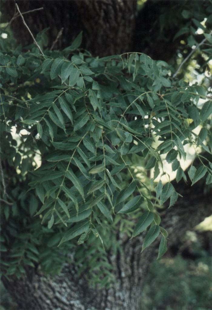 Plant photo of: Juglans nigra