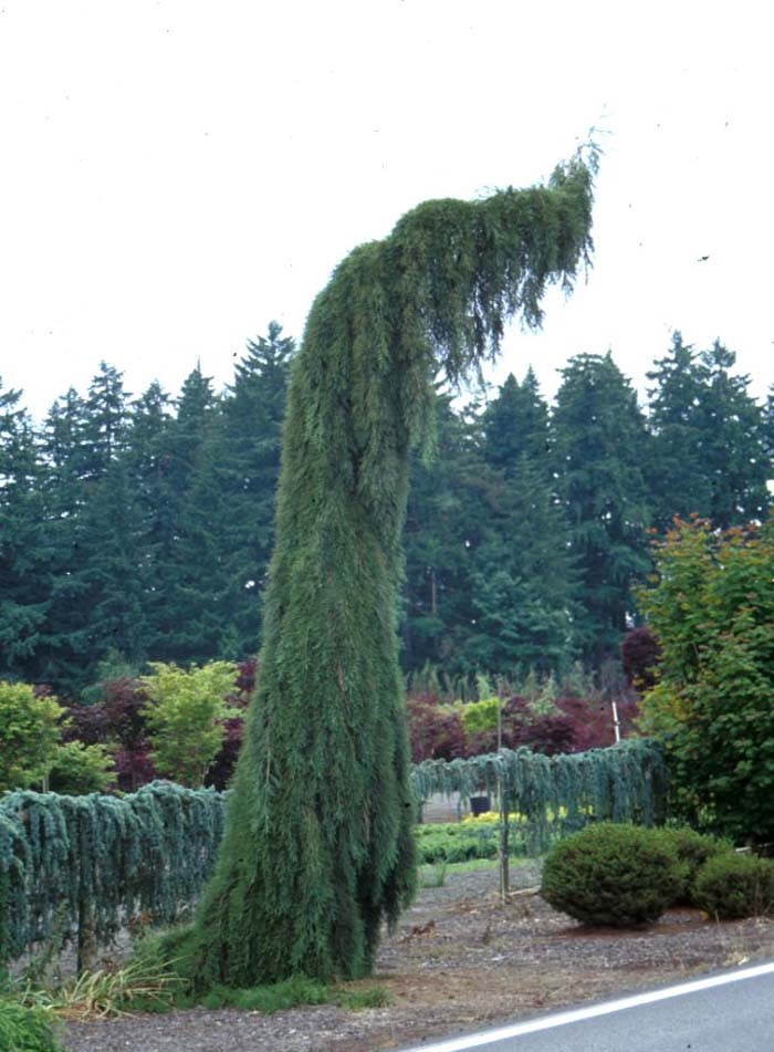 Plant photo of: Sequoiadendron giganteum 'Pendulum'