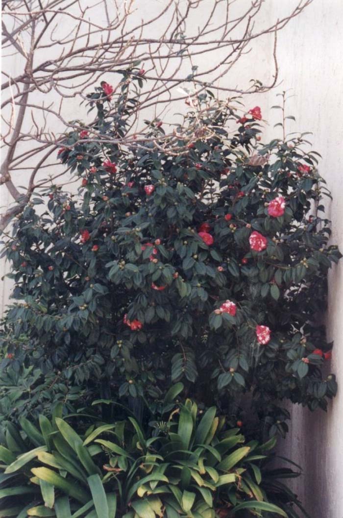 Camellia, Common