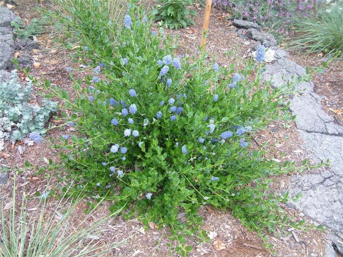 Ceanothus, CA Lilac Blue Blossom