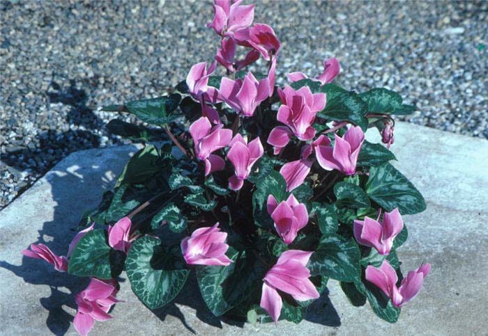Plant photo of: Cyclamen persicum