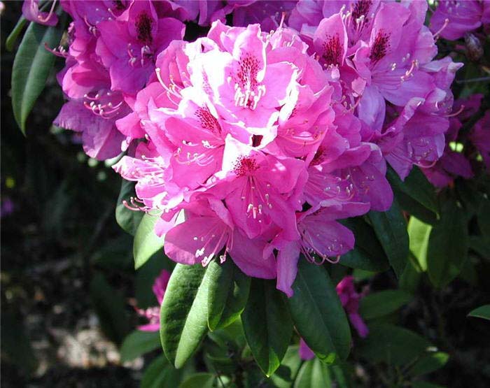 Rhododendron, 'Anah Kruschke'