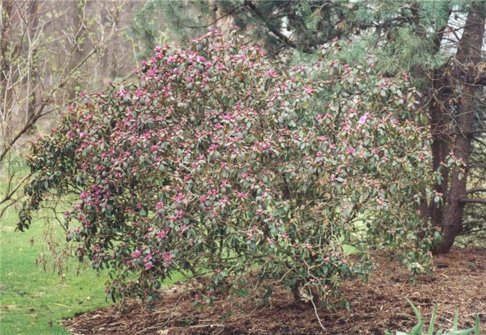 Plant photo of: Rhododendron 'PJM'