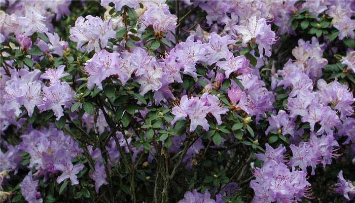 Plant photo of: Rhododendron 'Blue Diamond'