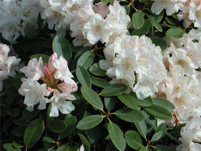 Rhododendron, 'Unique'