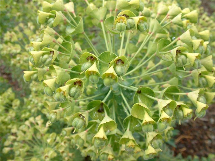 Plant photo of: Euphorbia characias wulfenii