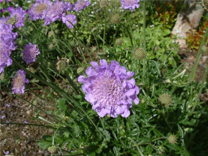 Plant photo of: Scabiosa columbaria 'Butterfly Blue'