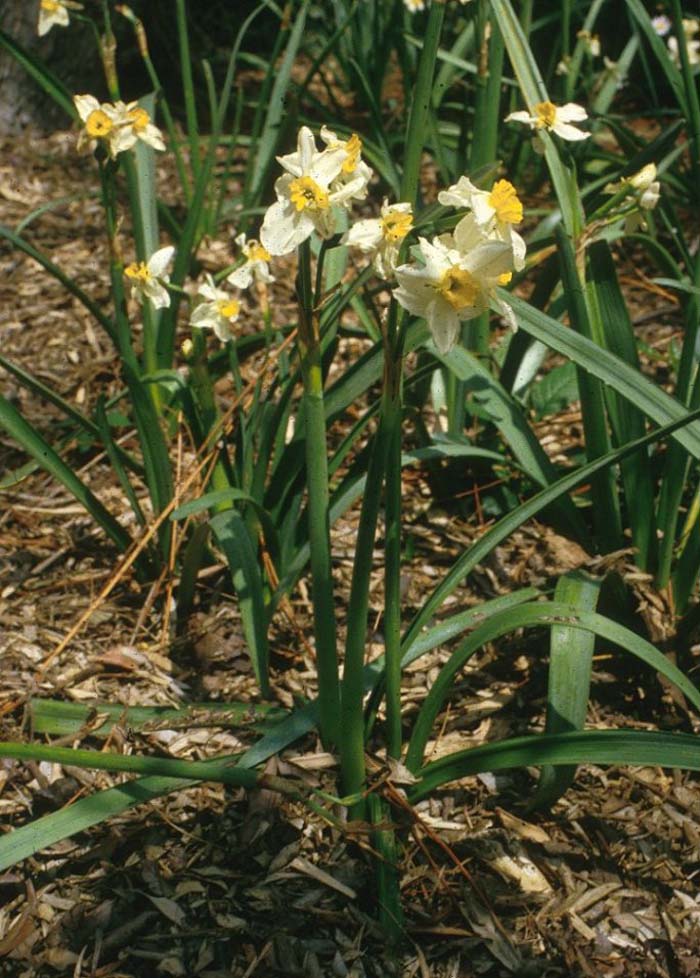 Daffodil, Trumpet Narcissus