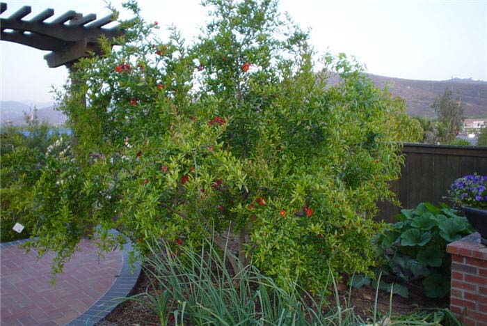 Plant photo of: Punica granatum 'Wonderful'