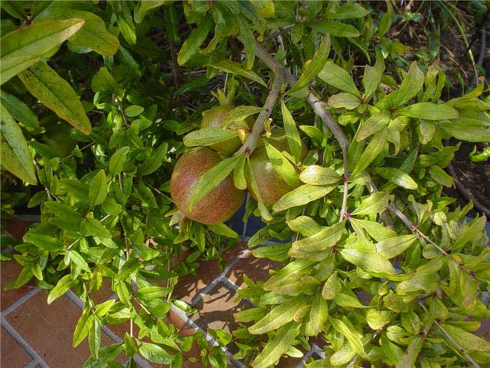 Plant photo of: Punica granatum 'Wonderful'