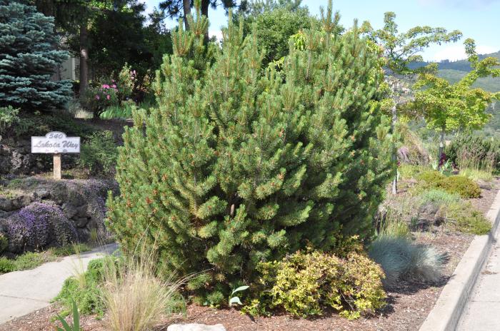 Plant photo of: Pinus thunbergii
