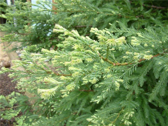 Plant photo of: Sequoia sempervirens 'Aptos Blue'