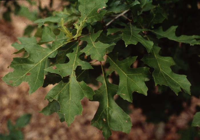 Quercus shumardii