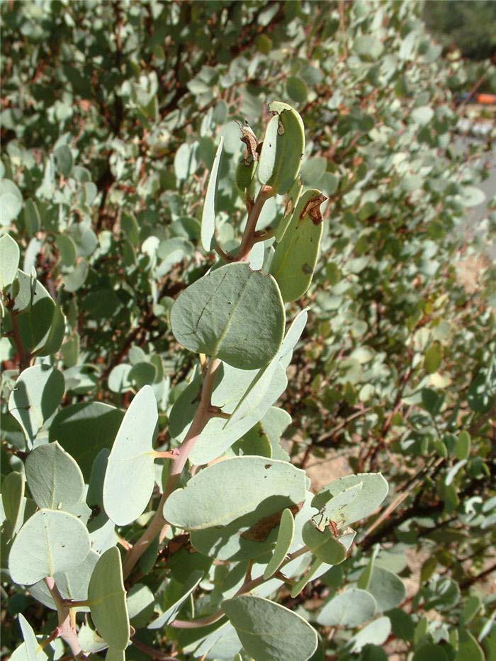Plant photo of: Arctostaphylos viscida