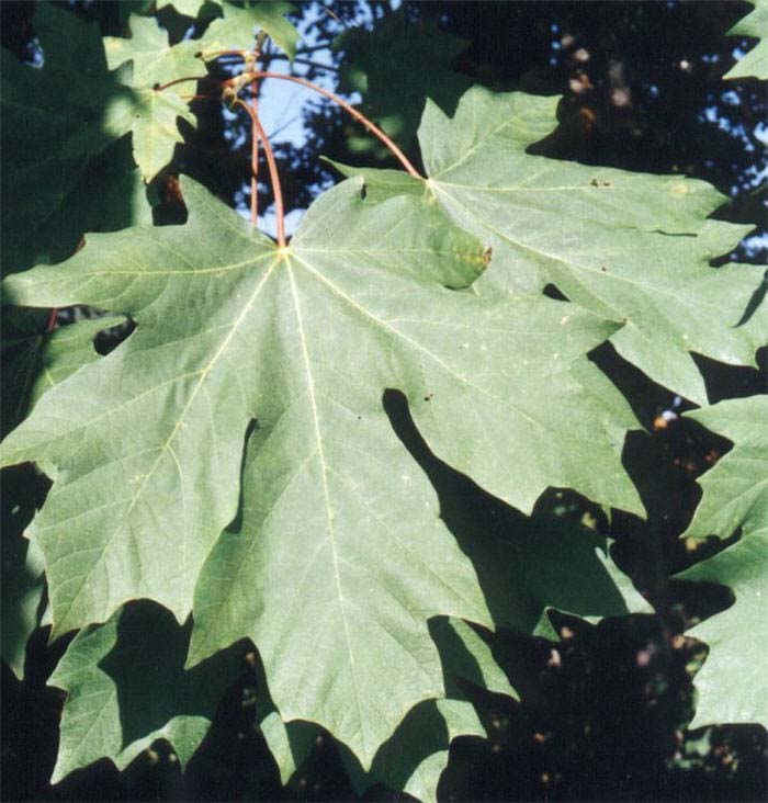 Plant photo of: Acer macrophyllum