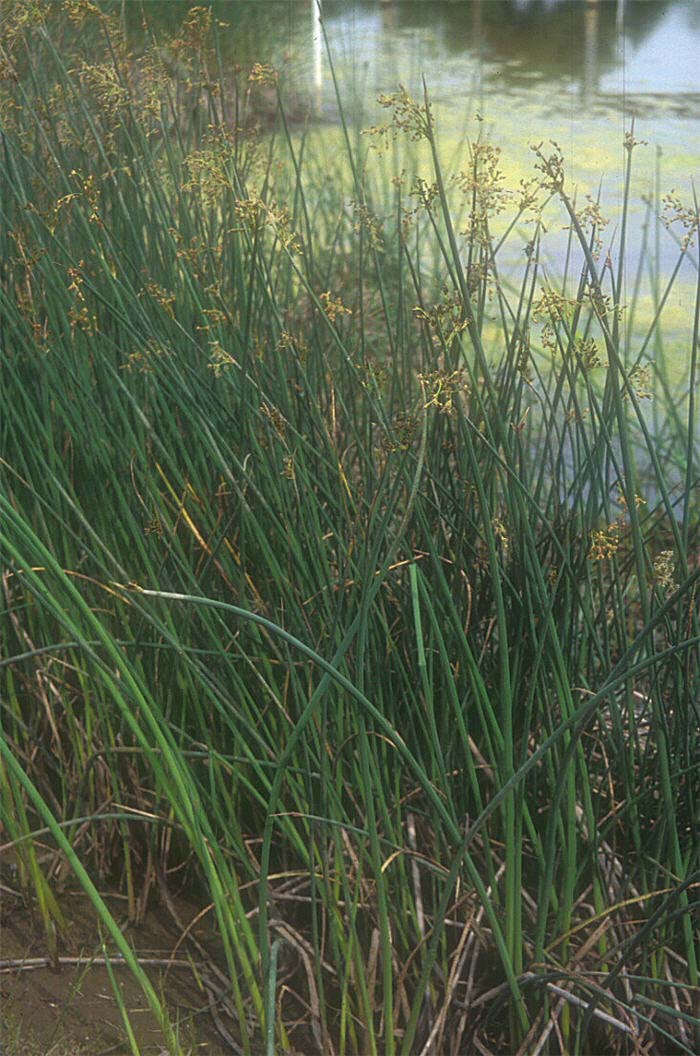 Plant photo of: Scirpus tabernaemontani