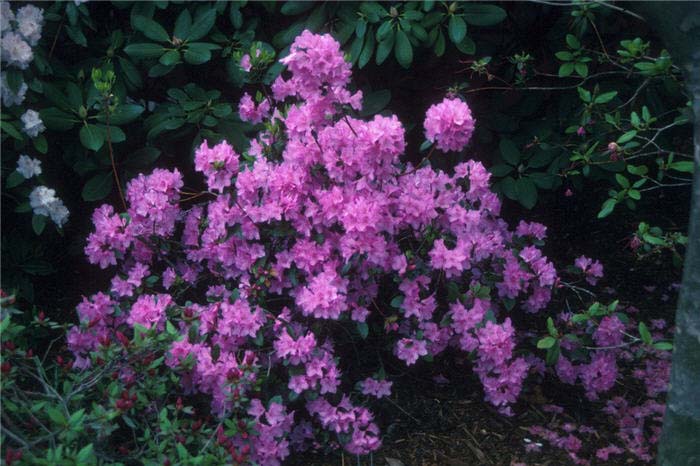 Rhododendron, 'Little Olga'