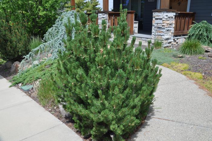Plant photo of: Pinus mugo