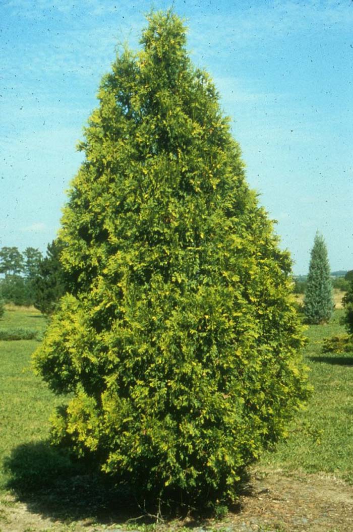 Arborvitae, Douglas Pyramidal