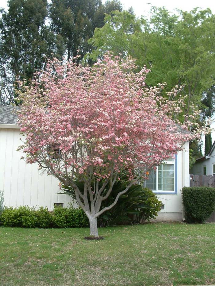 Dogwood, Pink Flowering