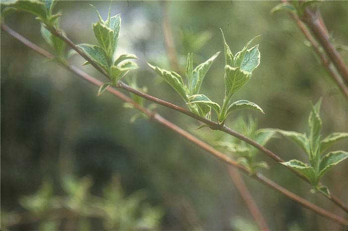 Plant photo of: Weigela florida 'Suzanne'